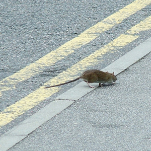Rat running in streets