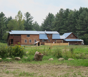 Wood borers in log cabin