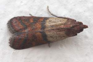 Indianmeal Moth