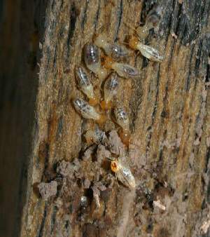 Termites