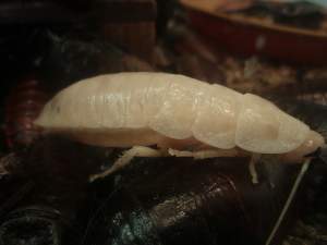 Molted cockroach