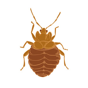 Bed bug in NH