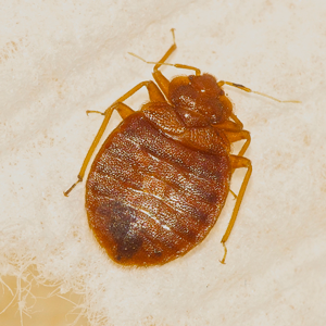 Bed bugs from traveling