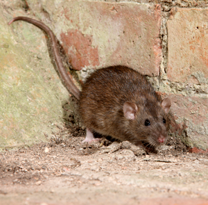 Brown rats and rat traps
