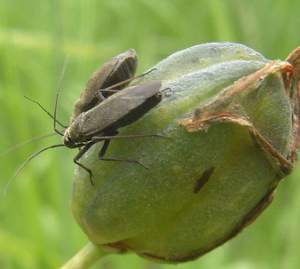 seed bug
