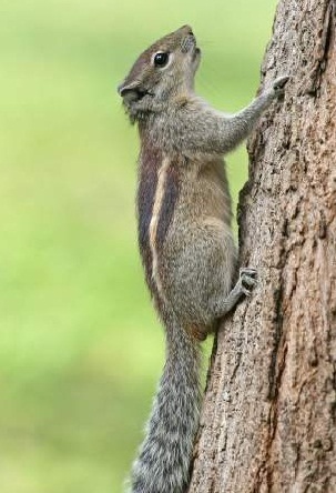 Squirrel proofing your home