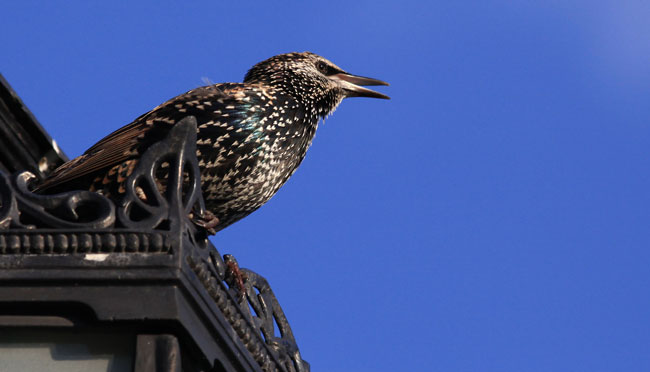 Starling birds wildlife nuisance