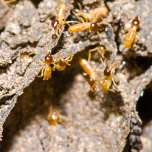 Termite colony in wood