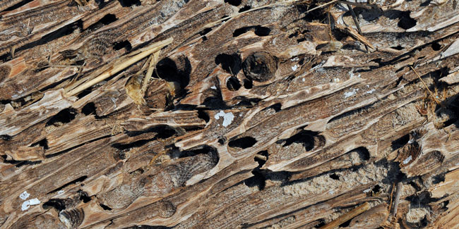 Wood damage from termites in home