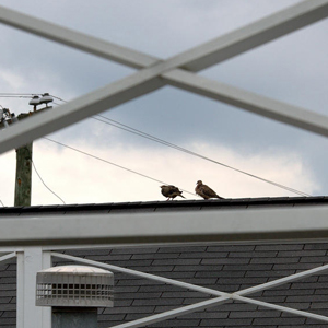Birds on roof - bird droppings