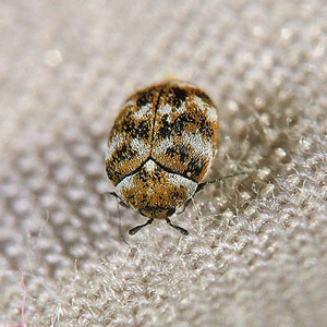 Carpet beetles source