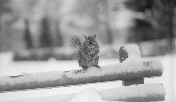 Cold squirrel in Boston