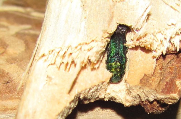 Emerald ash borer in firewood