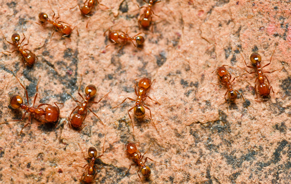 Fire ant information