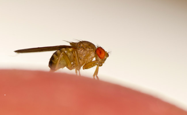 Fruit-vinegar flies