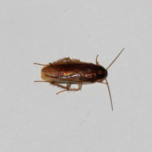 German cockroach in apartment