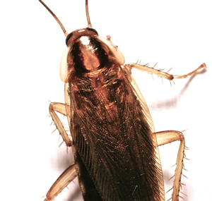 German cockroach oriental or american