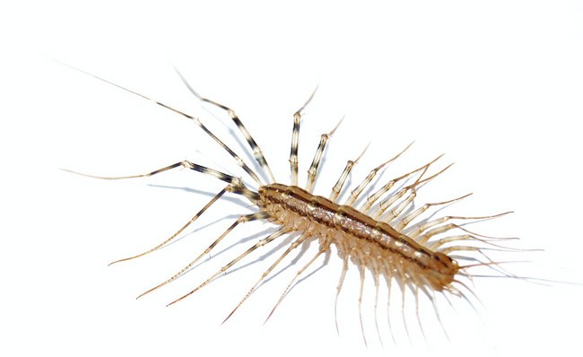 House centipede scutigera coleoptrata