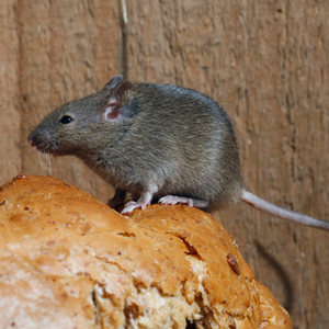 House mouse nest in wall