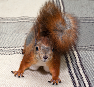 Red squirrel in home