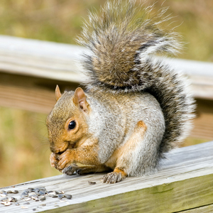 What to Do When a Squirrel is in Your Attic, Pest Control