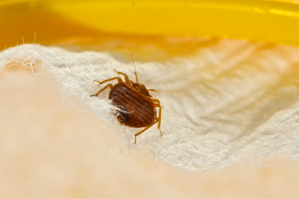 Travel and bed bugs