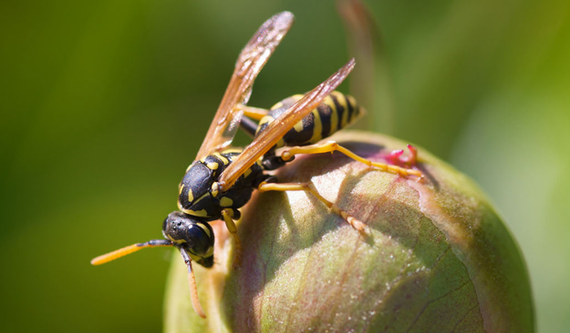Planning Ahead for Next Summer’s Yellowjackets - Colonial Pest Control