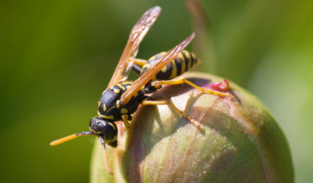 Yellowjacket on plant