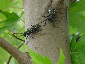 Asian longhorned beetle