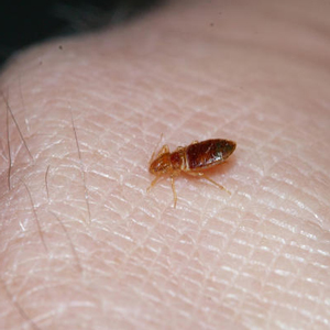 Bed bug on human hand