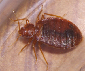 Bed bug war
