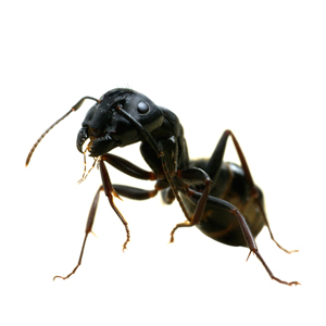 Carpentar ant infestation question