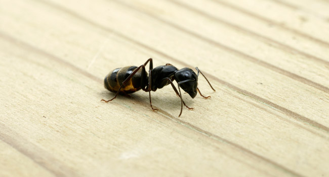 Carpenter ant on wood floor