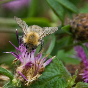 Honey bee pollinating