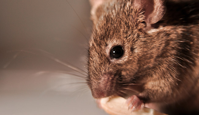 House Mouse in Garage