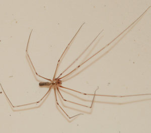 Pholcus Phalangioides cellar spider