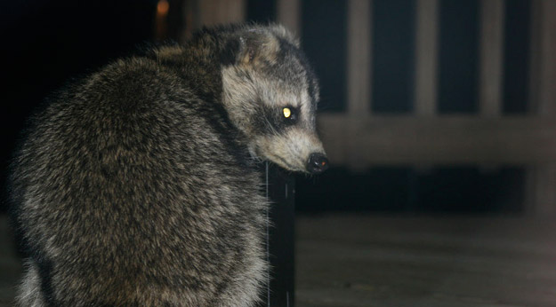 Raccoon outside home