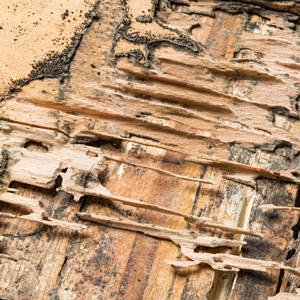 Home damage from termites