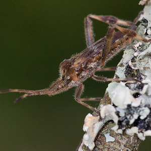 Western conifer seed bug waking up