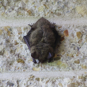 Brown bats in New England