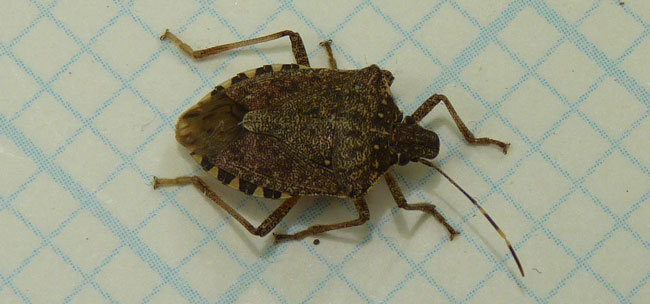 Brown stink bug