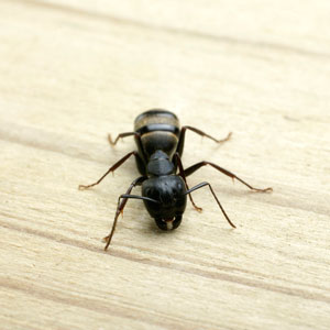 Carpenter ant chewing wood