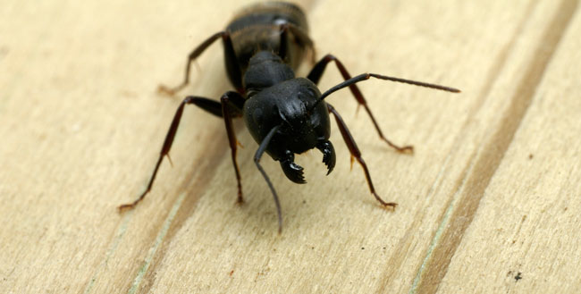 Carpenter ants in New Hampshire homes