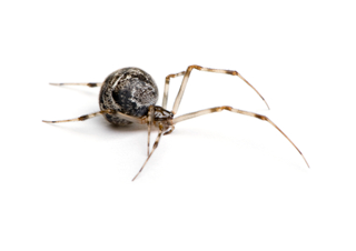 Common house spider