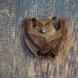 Little brown bat