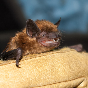 New England big brown bat