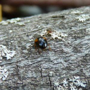 New England fungus beetle