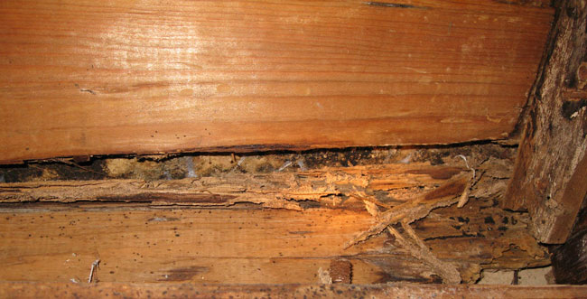 Old termite damage