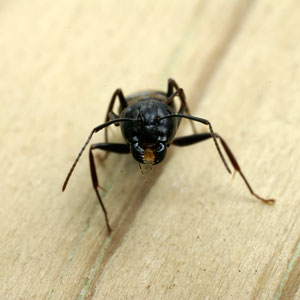 Preventing carpenter ants