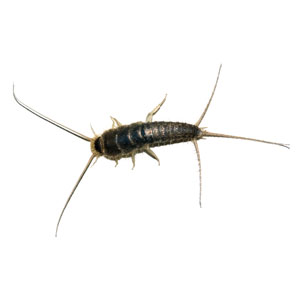 Silverfish in New England